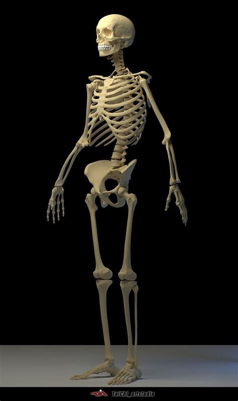 ArtStation - Human skeleton, Tai ji | Human anatomy art, Human skeleton ...