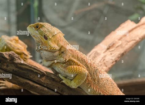 Bearded dragon climbing tree taken hi-res stock photography and images ...