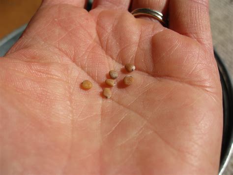 Harvesting Radish Pods at Geraldo Owens blog