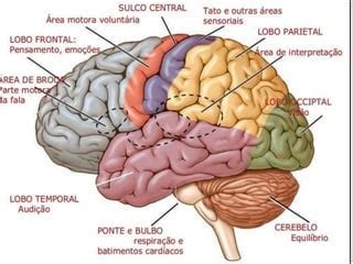 O Que Significa Sulco - Sulcos e giros - Anatomia Aplicada | PPTX