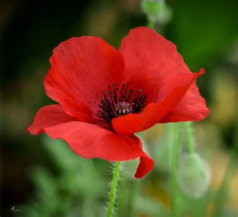 What Does The Flower Poppy Mean at Edwin Frost blog