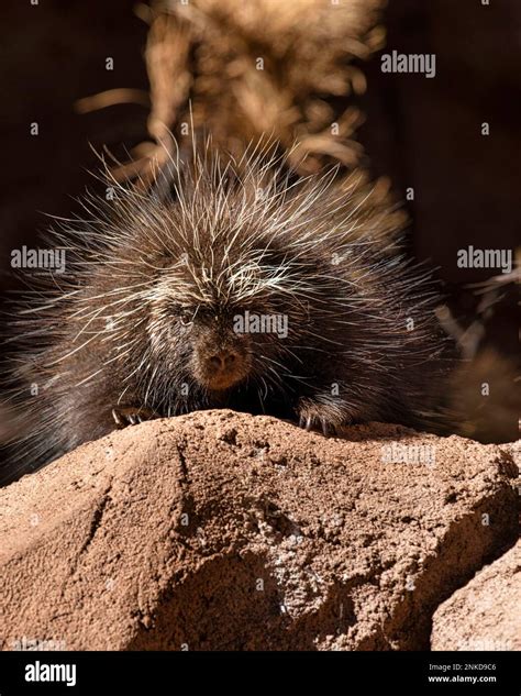 Porcupine spines hi-res stock photography and images - Alamy
