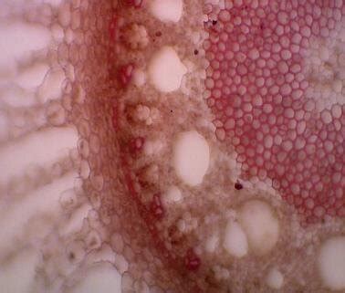 gambar  keragaan jaringan pembuluh xylem xy  floem fl akar