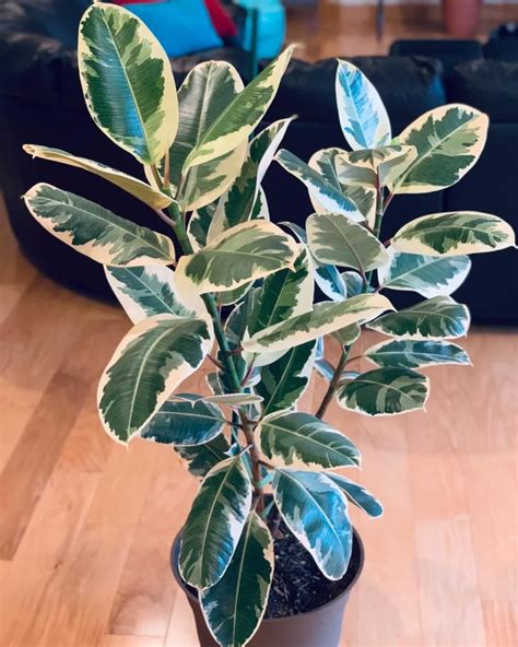 ficus congesta indoor cultivation advanced care insights