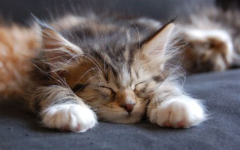 1920x1080px | free download | HD wallpaper: Sleeping Maine Coon Cat, small, cute | Wallpaper Flare