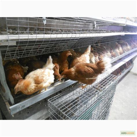 Продам кури Ломан-Браун, купити кури Ломан-Браун — Agro-Ukraine