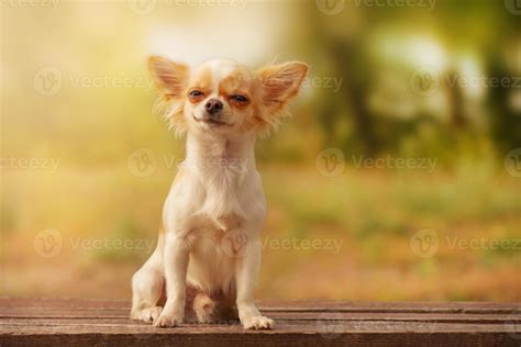 White long-haired Chihuahua puppy. Dog in nature. 3487245 Stock Photo at Vecteezy