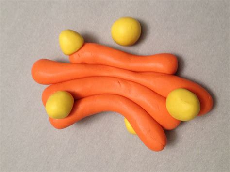 Aparato De Golgi Características 2