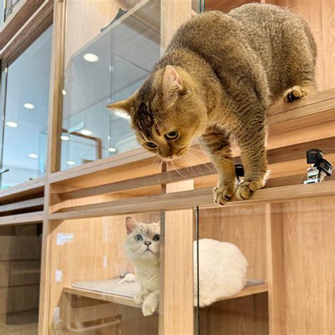 Nekoya Cat Hotel and Cat Sitting Singapore - Nekoya Cat Sitting ...