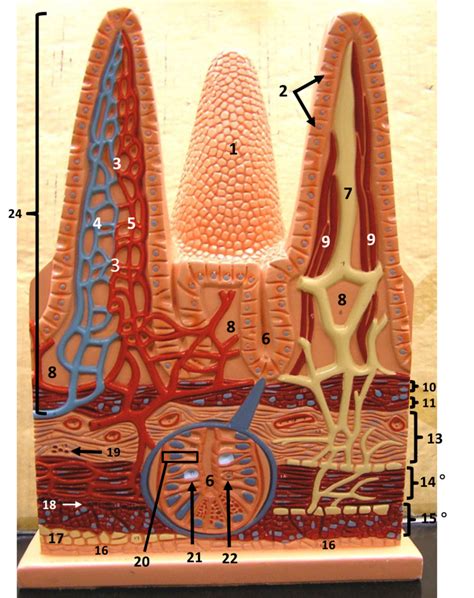 Intestinal Villi Model 1 Diagram | Quizlet