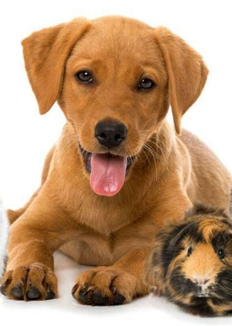 thepetworldorg    pets fan casting  mycast