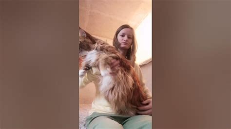 Мейн-Кун Томас в доме. Стоит ли заводить Мейн-Куна? Плюсы и минусы ...