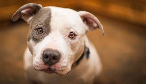Photos Amstaff dog Animals 2560x1470