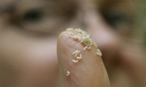 maggot  fingers