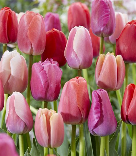 Tulip bulbs Dutch Pride - mixture of large tulips! - Tulip Store