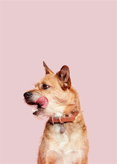 Cooking for Your Dog Simple, Nutritious and Delicious