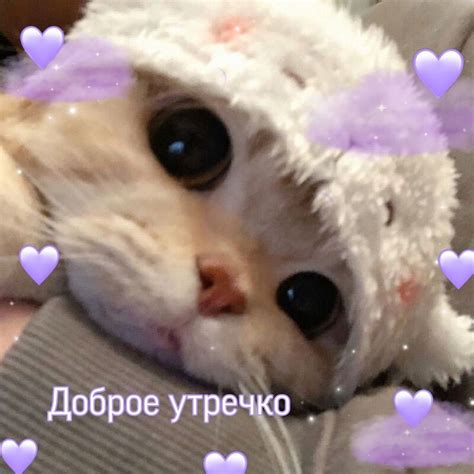Доброе утречко | Милые котики, Котята, Кошачьи лапы