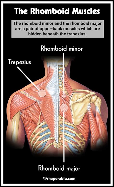 Rhomboid Exercise Workout [Rhomboid Muscle Infographic] – Health News