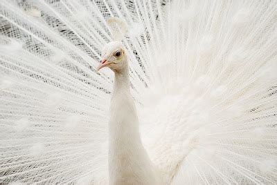 O Delírio da Bruxa: Pavão Albino