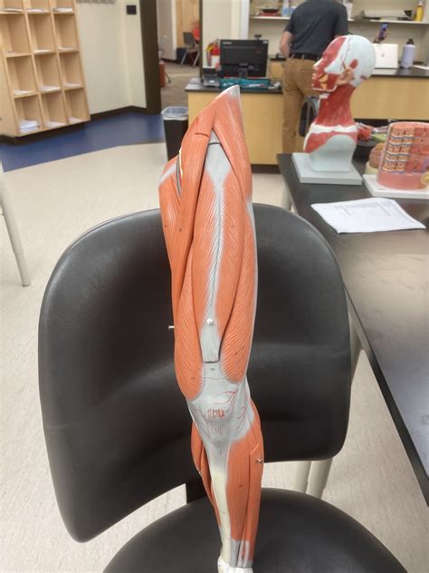 front leg diagram quizlet