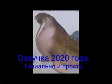 Мем.БРЕНД:МОРЖ. ГЕНИАЛЬНО И ПРОСТО. - YouTube
