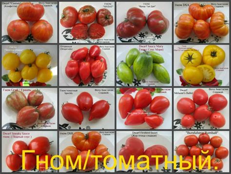 Томат Гном: описание и характеристика сортов с фото