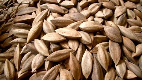pili nuts  benefits  pili nutsfilipinoeggrolls