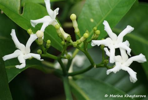 Trees of Tropical Asia - Tabernaemontana elegans