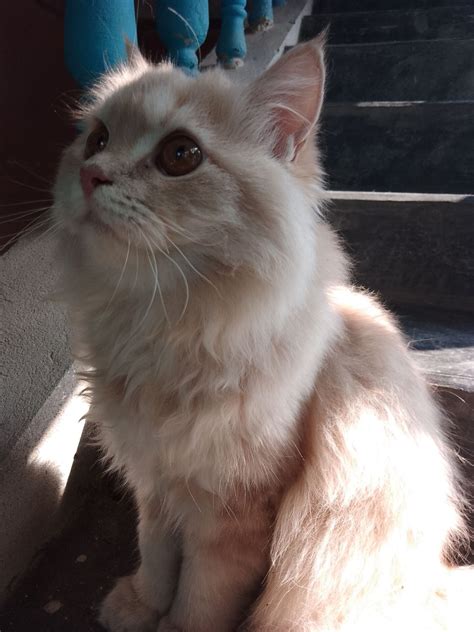 8 Facts You (Probably) Didn't Know About Calico Cats