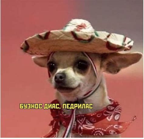 Виды собак в Мексике | Пикабу