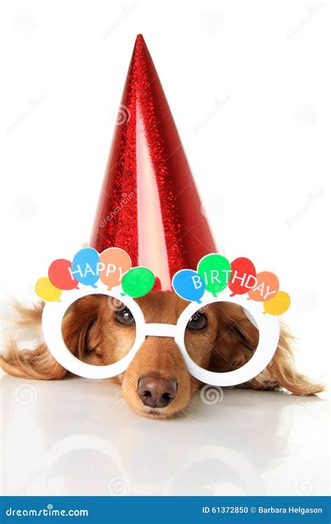 Cane di buon compleanno fotografia stock. Immagine di carino - 61372850