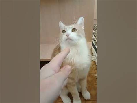 Кот! Казахский выучаля?? - YouTube