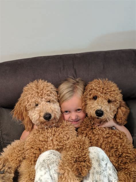 What Age Are Goldendoodles Full Grown