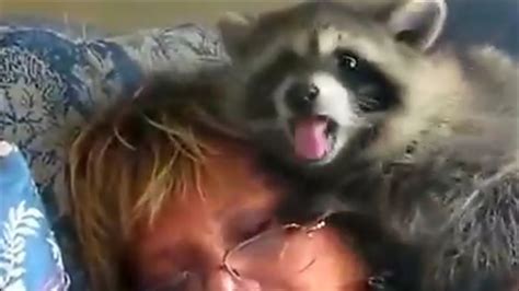 ТОП 5 Лучшие видео с енотом. #Енот #хочет #играть! - YouTube