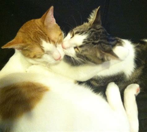 Kisses | Pretty cats, Cat love, Cute animal drawings