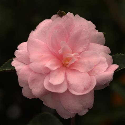 Camellia Sasanqua – Pink Perplexion - Twin Branch Nursery
