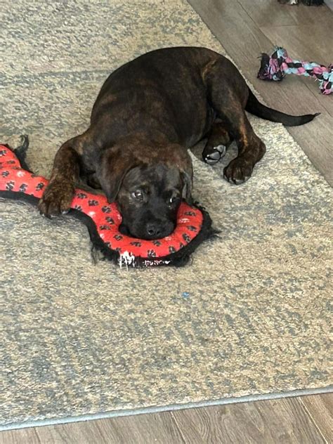 Dog for Adoption - Darla ADOPTED, a Cane Corso Mastiff in Mesa, AZ