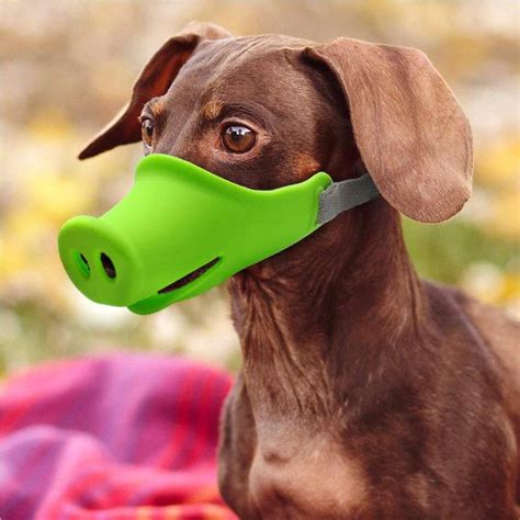 Намордник для мелких собак поросенок | Dog muzzle, Pet dogs, Pet muzzle