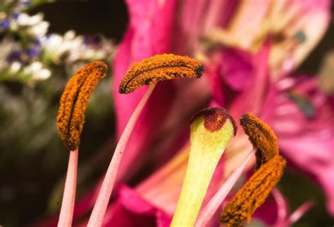 stamen stock  images  backgrounds