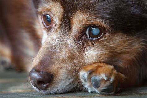 how to tell if dogs have cataracts
