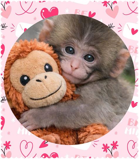 punch  monkey
