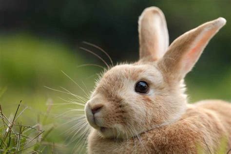 bunny basics  haves    pet urbaki pets