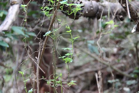 Darmowe Zdjęcia : drzewo, Natura, las, trawa, gałąź, roślina, liść ...