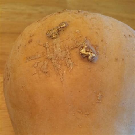 dirty bumpy stuff stuck  squash