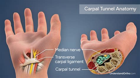 carpal tunnel bones carpal tunnel syndrome treatmentstemx clinic
