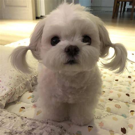Pigtails#dogs #kitty #lovecats #kittens #animals #ねこ #animal #kitten # ...