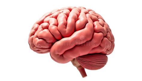 anatomy   human brain showcasing  cerebrum  cerebellum