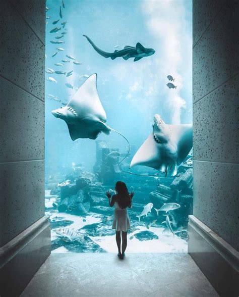 Oceanarium w Dubaju 🙂 | Dubai travel, Adventure photography, Best ...