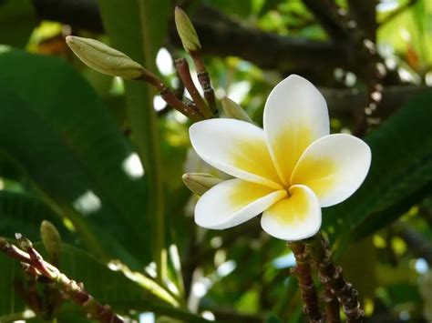 Plumeria (Frangipani; Hawaiian Lei Flower) – A to Z Flowers