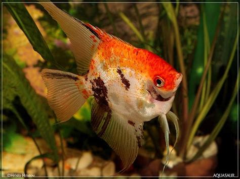 Pterophyllum scalare - Обикновена Скалария | Българска аквариумна ...